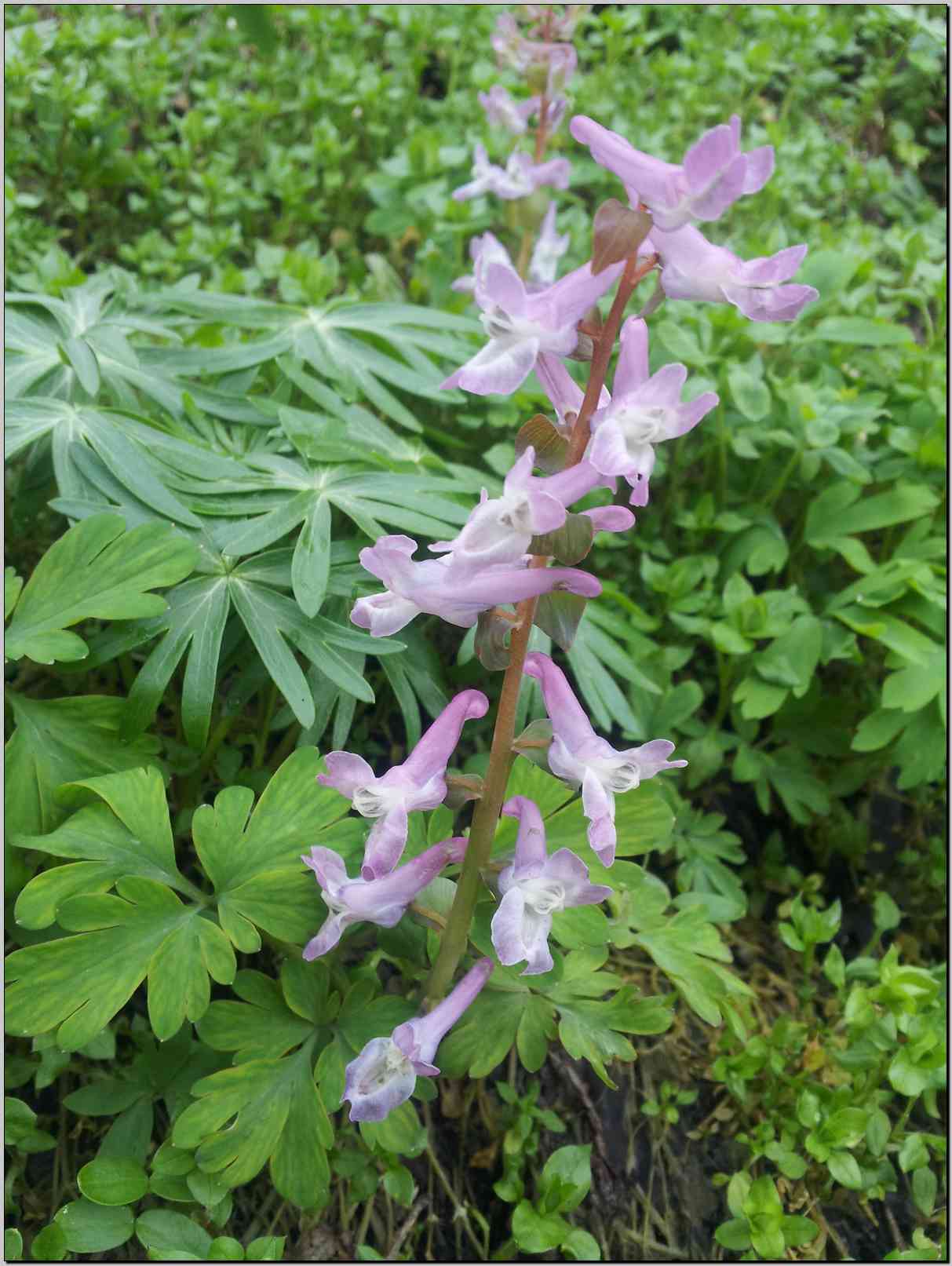 Corydalis cava