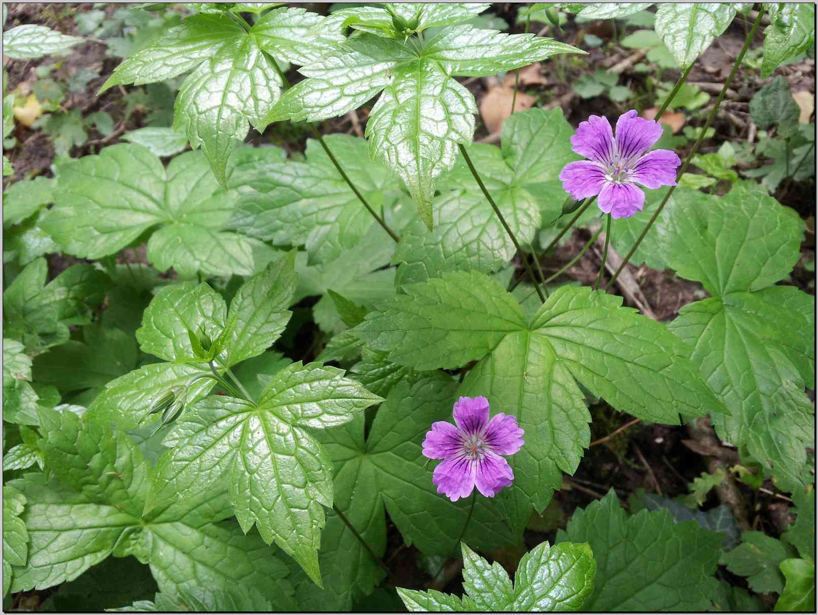 Geranium nodosum / Geranio nodoso