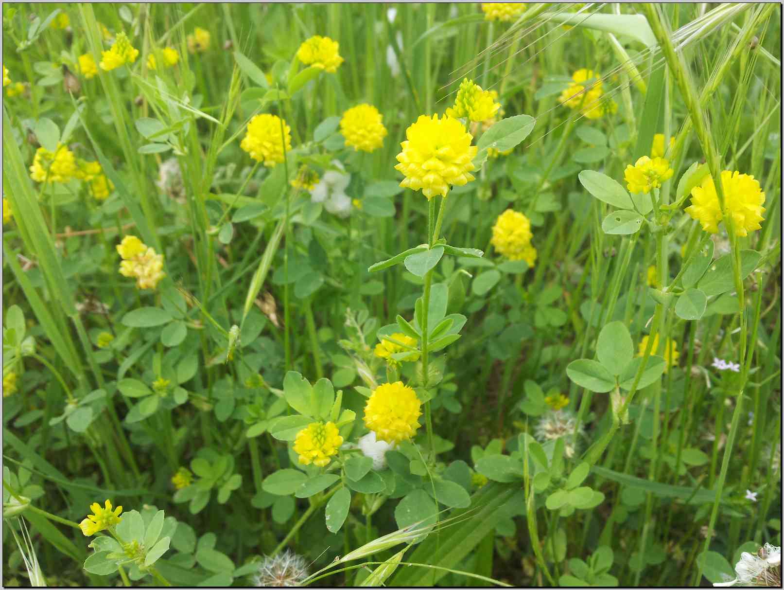 Trifolium campestre / Trifoglio campestre