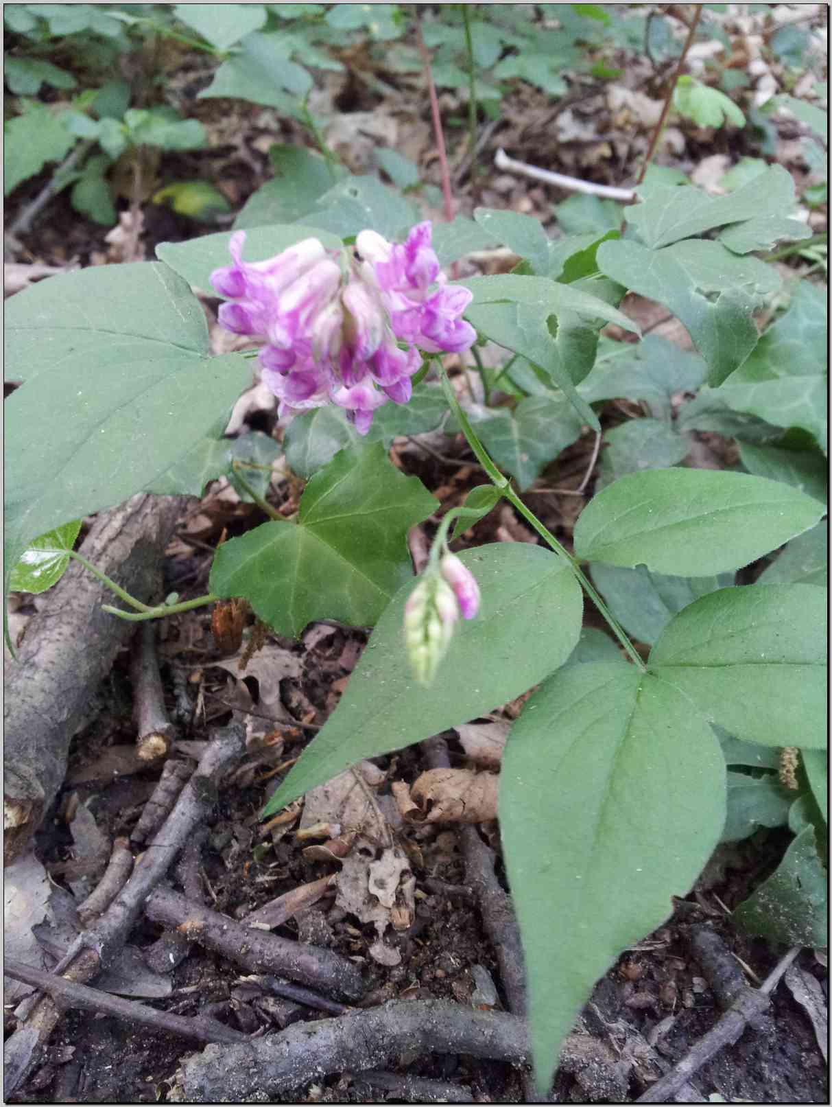 Lathyrus venetus