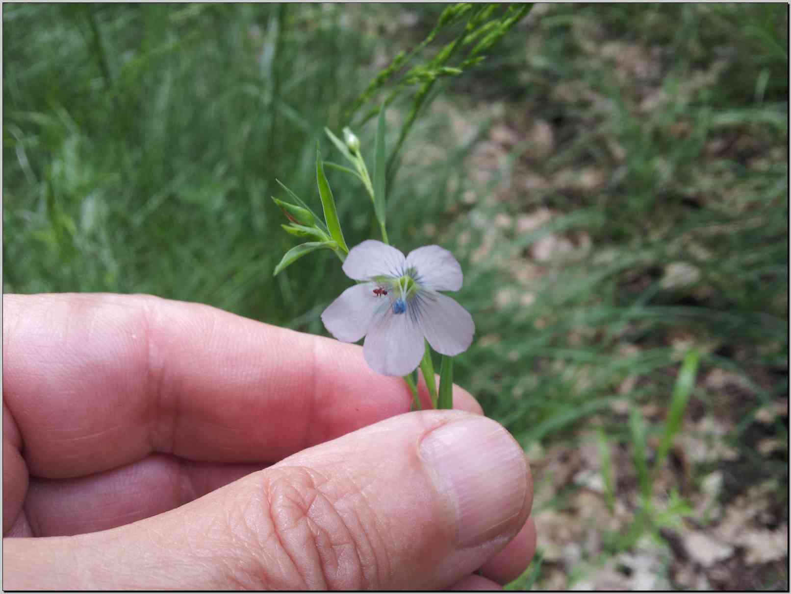 Linum bienne