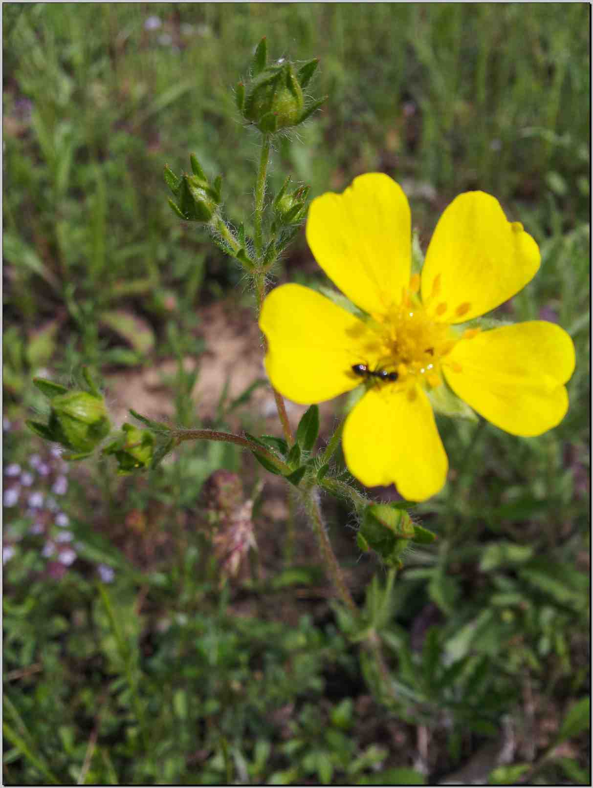 Potentilla pedata