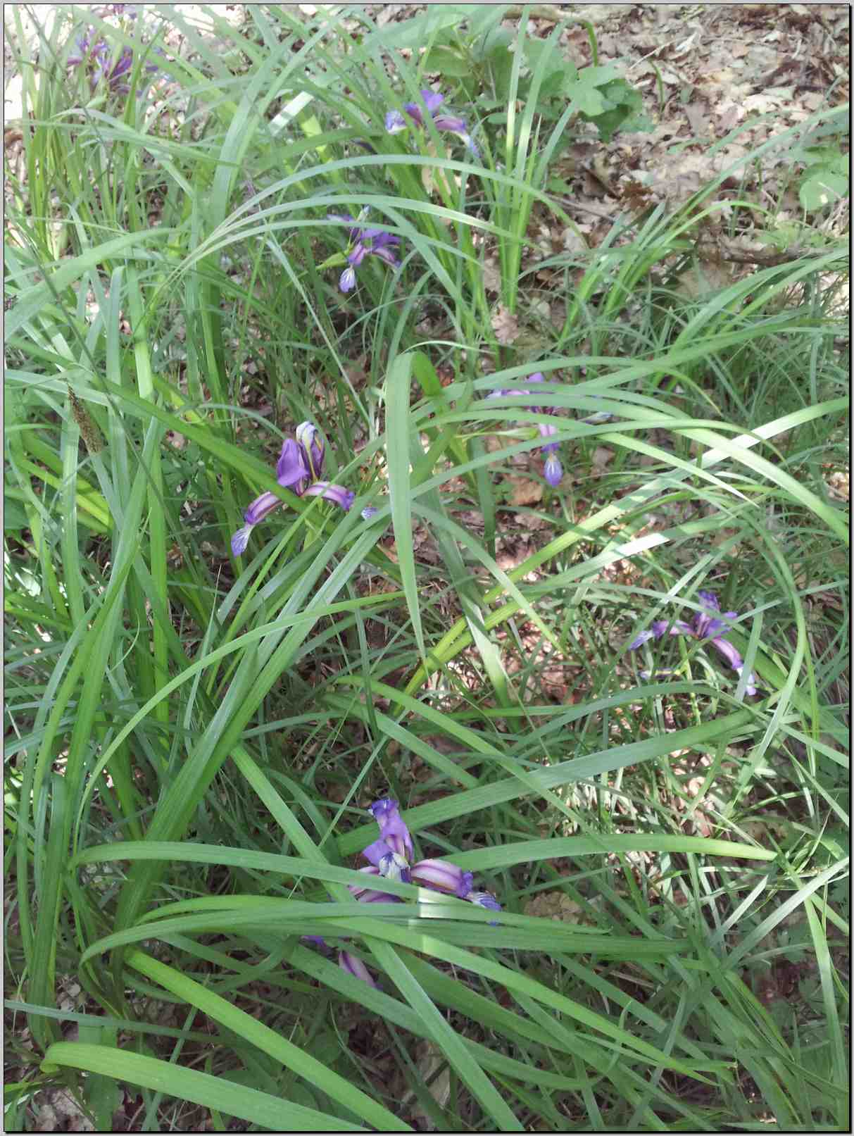 Iris graminea