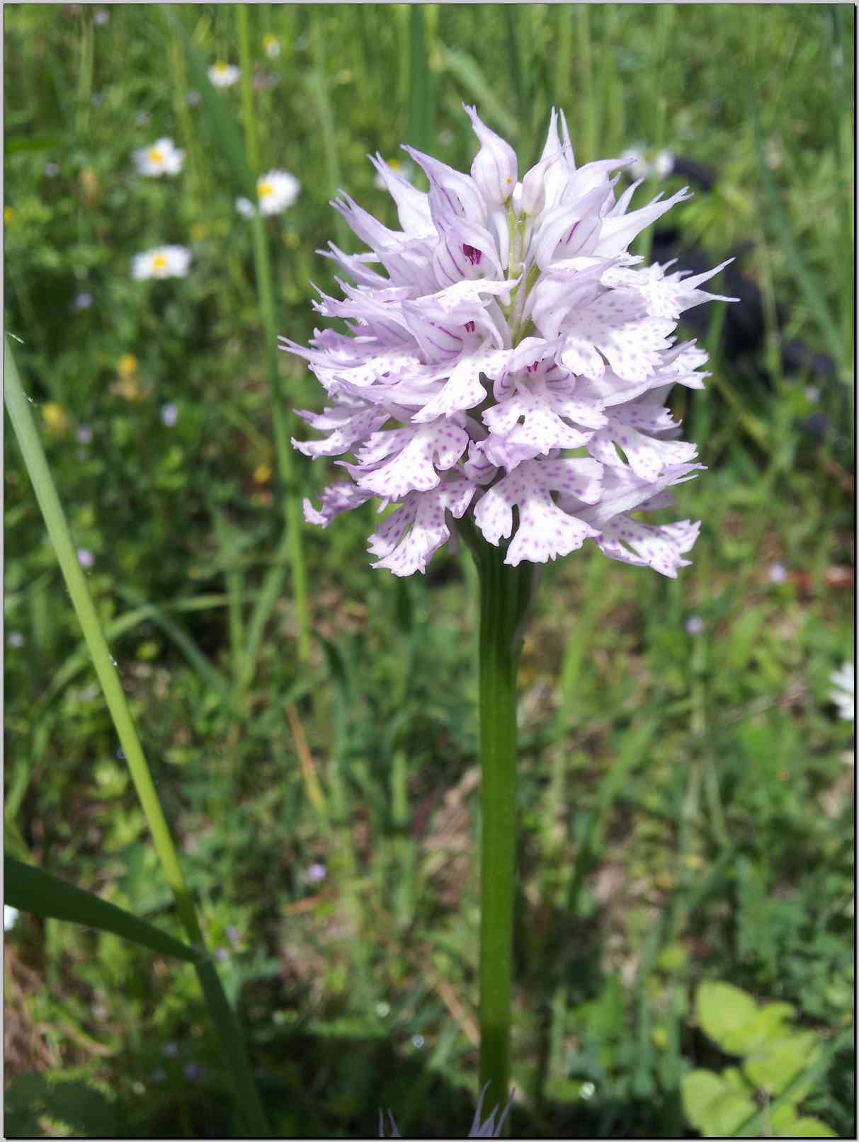 Neotinea tridentata