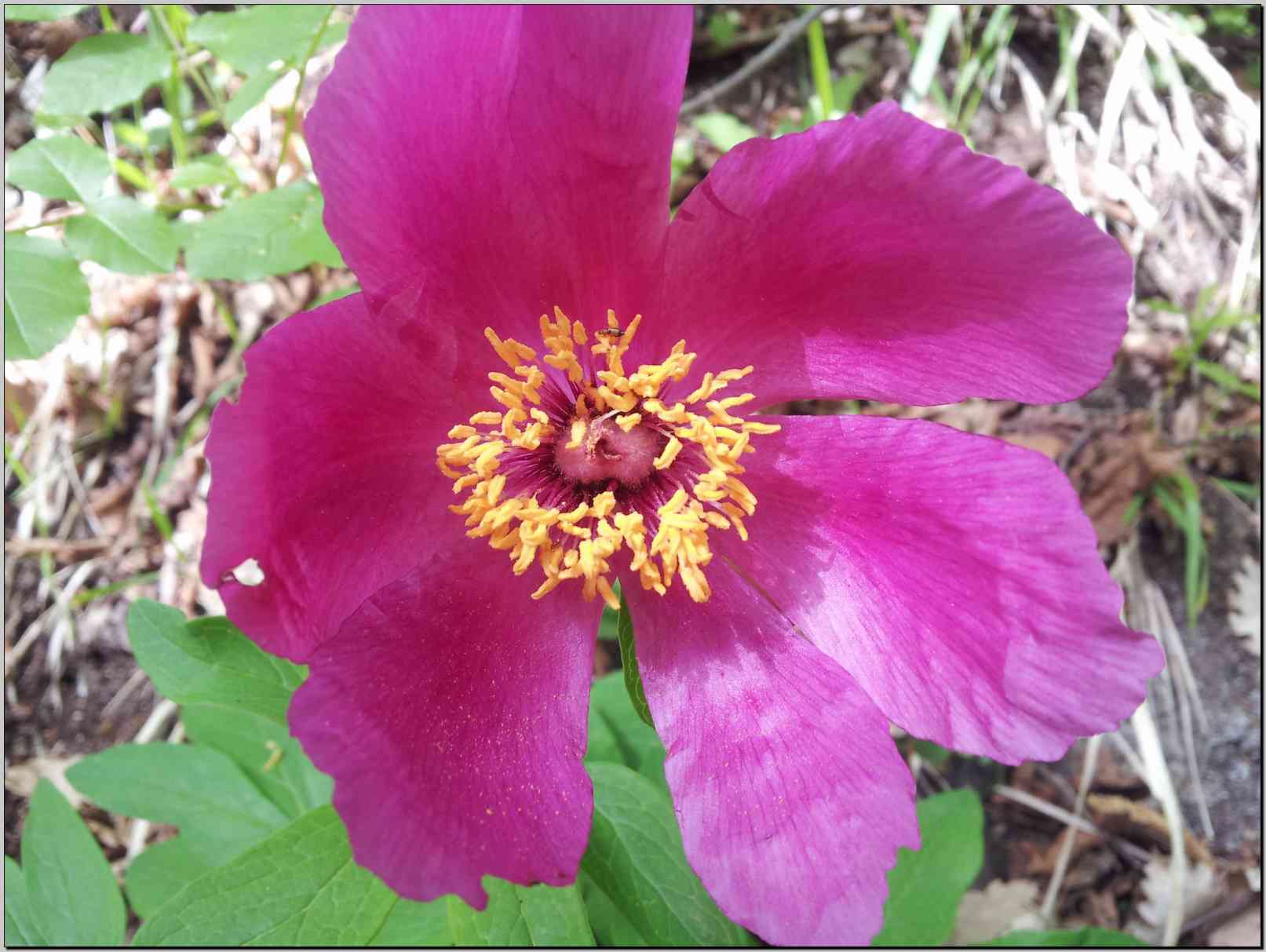 Paeonia mascula / Peonia maschio