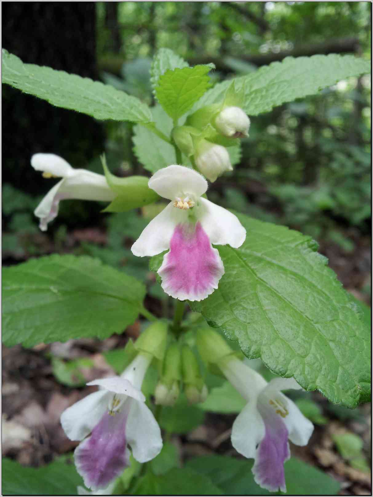 Melittis melissophyllum (Lamiaceae)