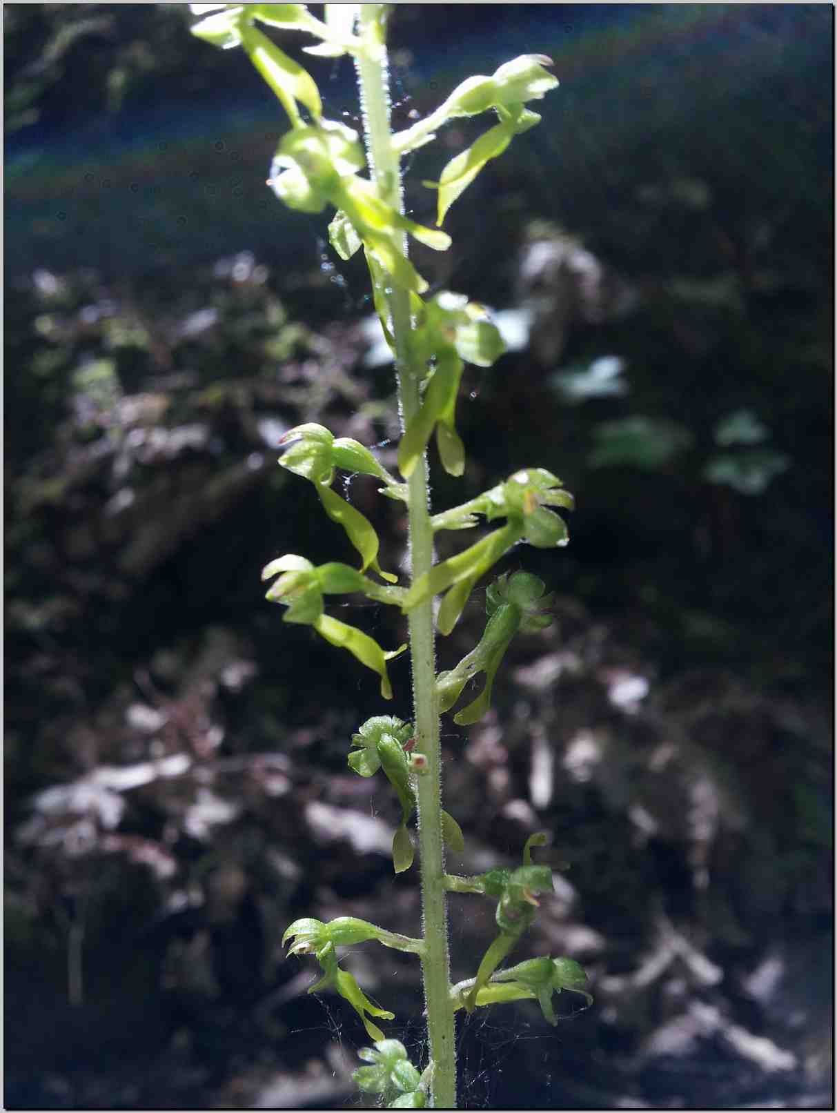 Neottia ovata