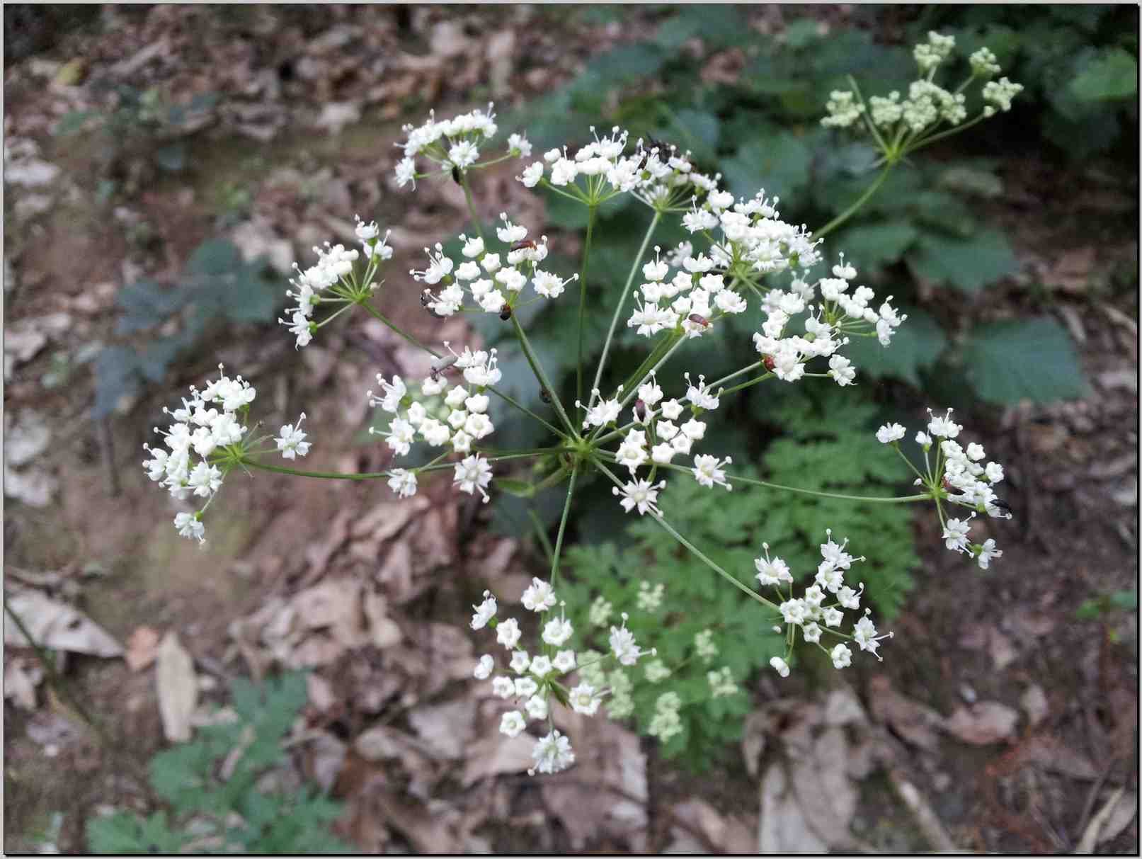 Physospermum cornubiense / Fisospermo di Cornovaglia