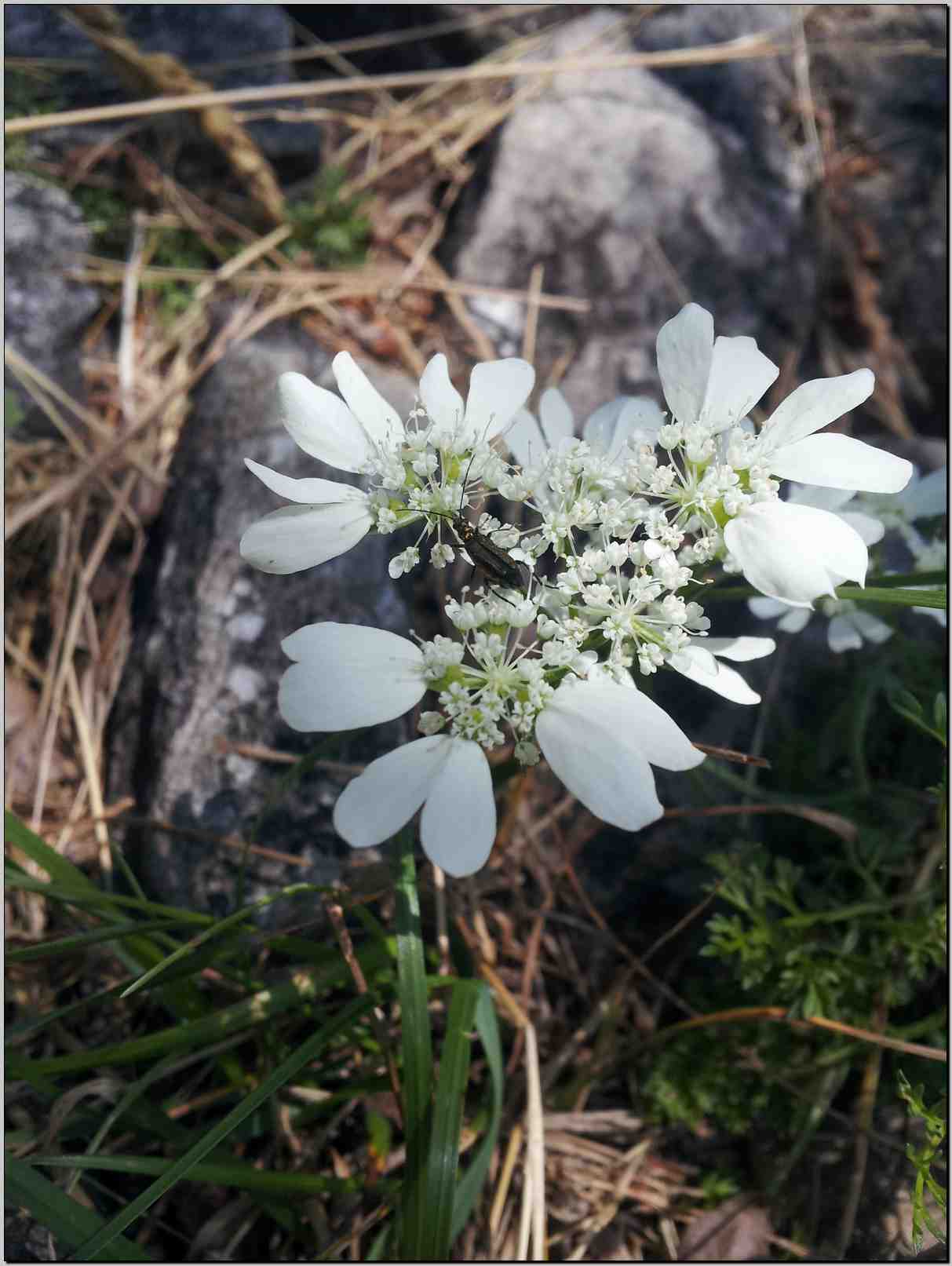 aiuto determinazione - cfr. Orlaya grandiflora