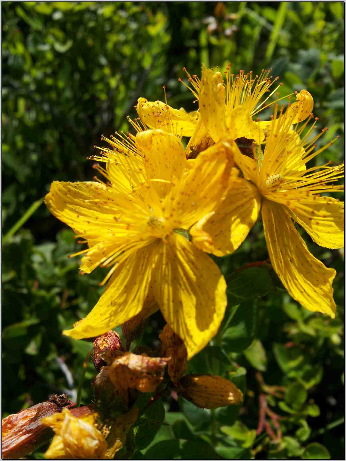 Hypericum richeri ?