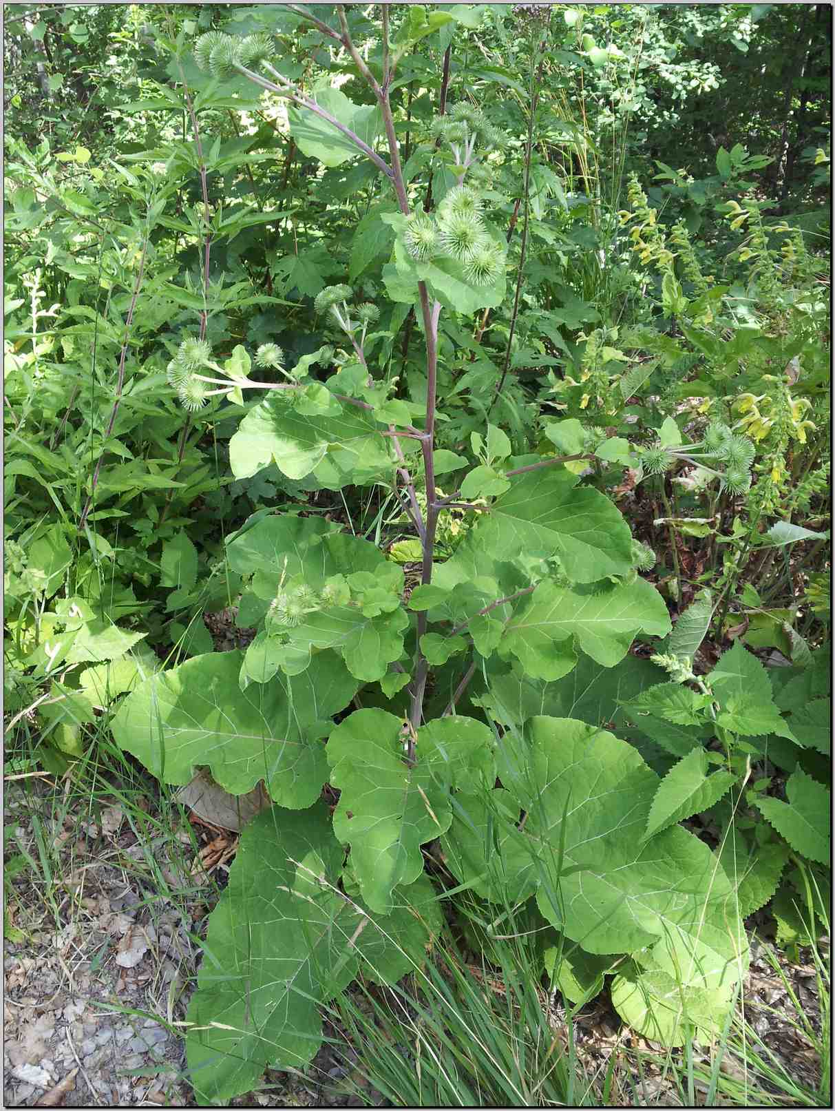 Arctium lappa