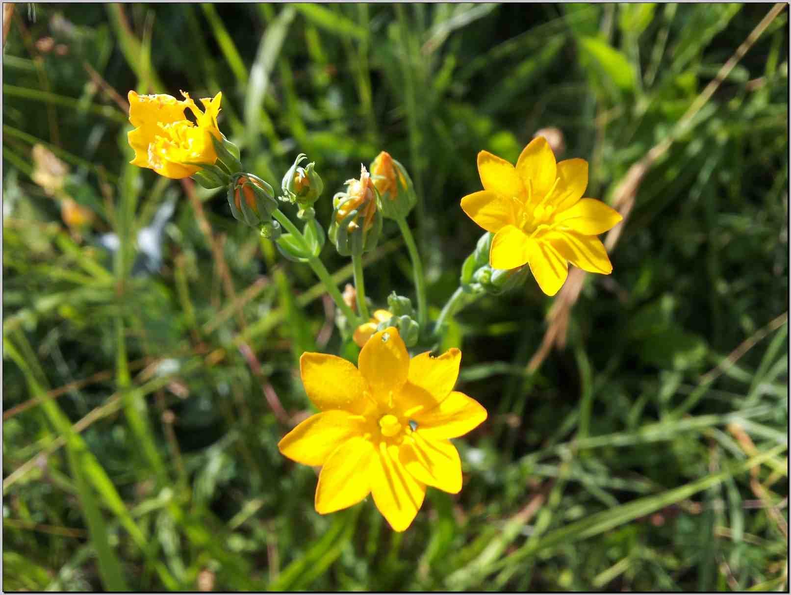 Blackstonia perfoliata