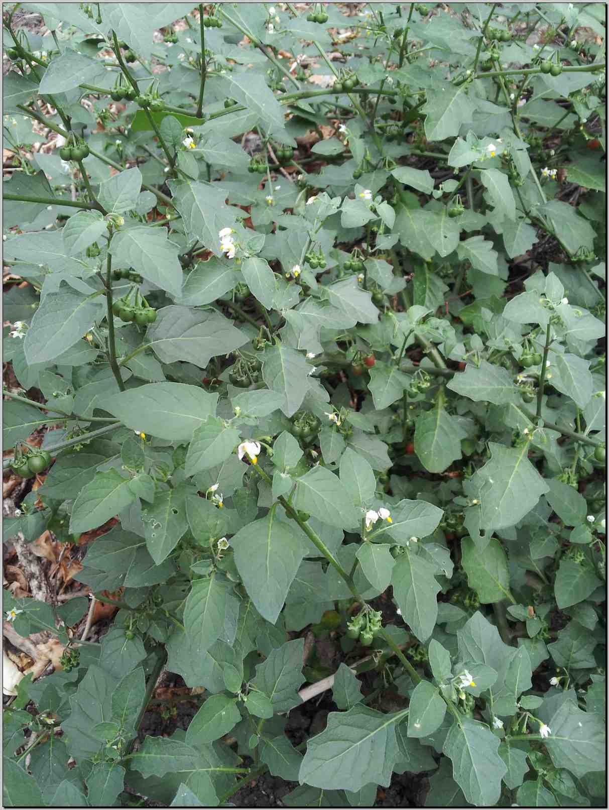 Solanum villosum