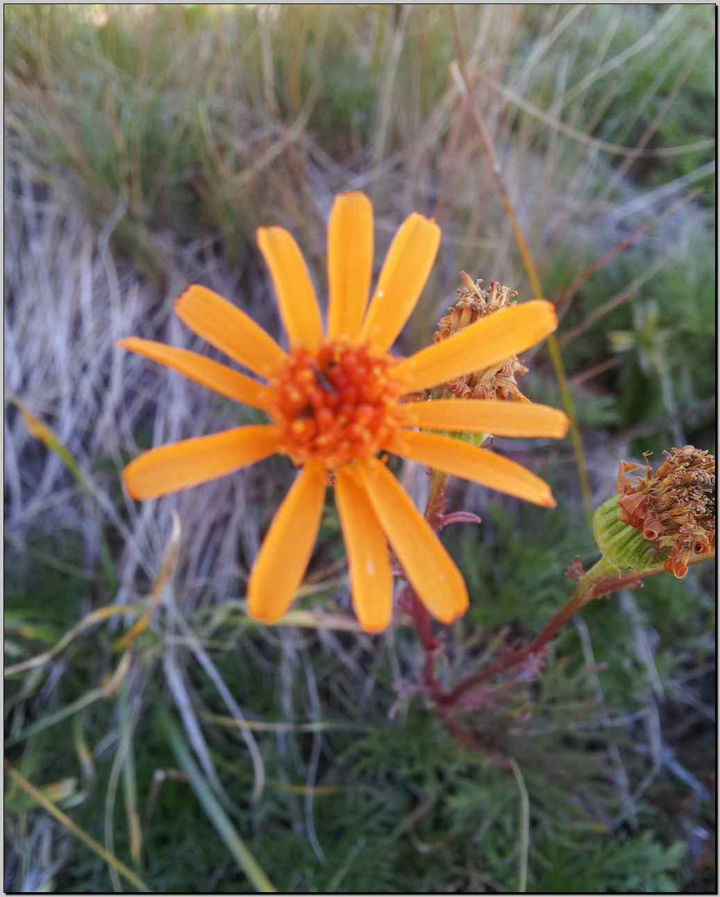 Jacobaea abrotanifolia / Senecio abrotanino