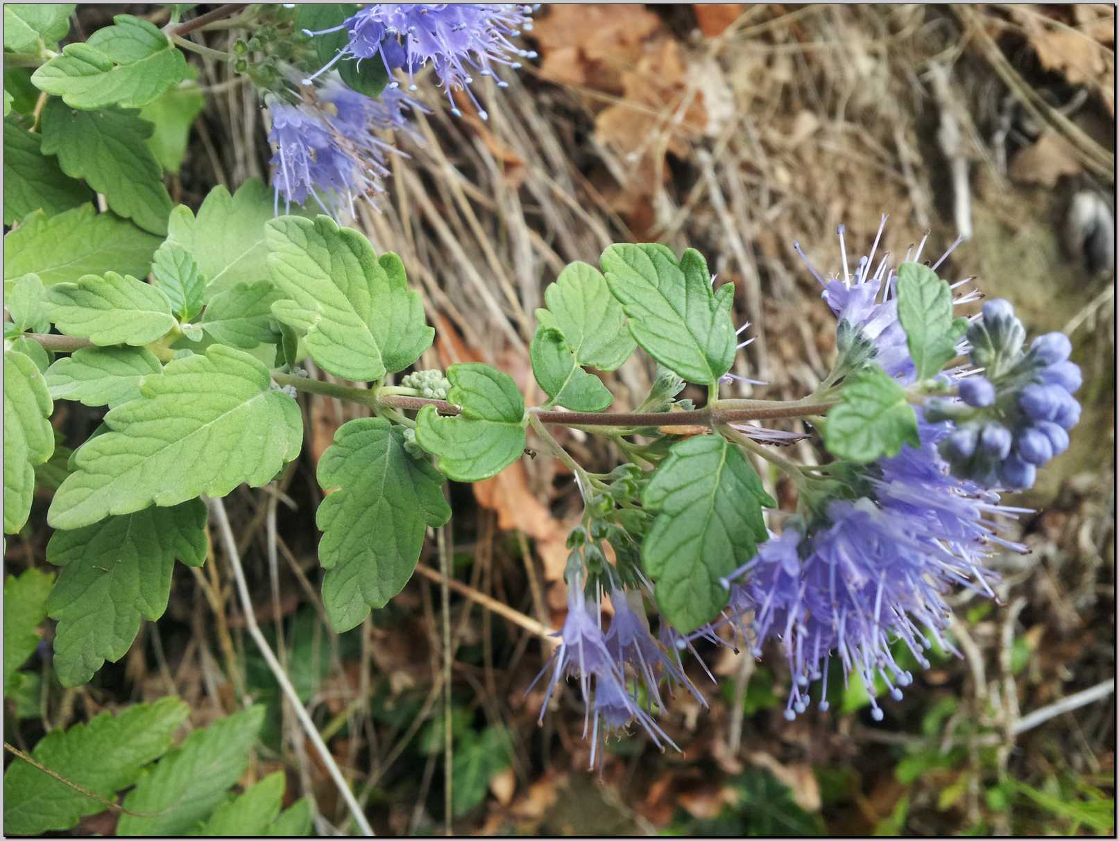 Caryopteris incana