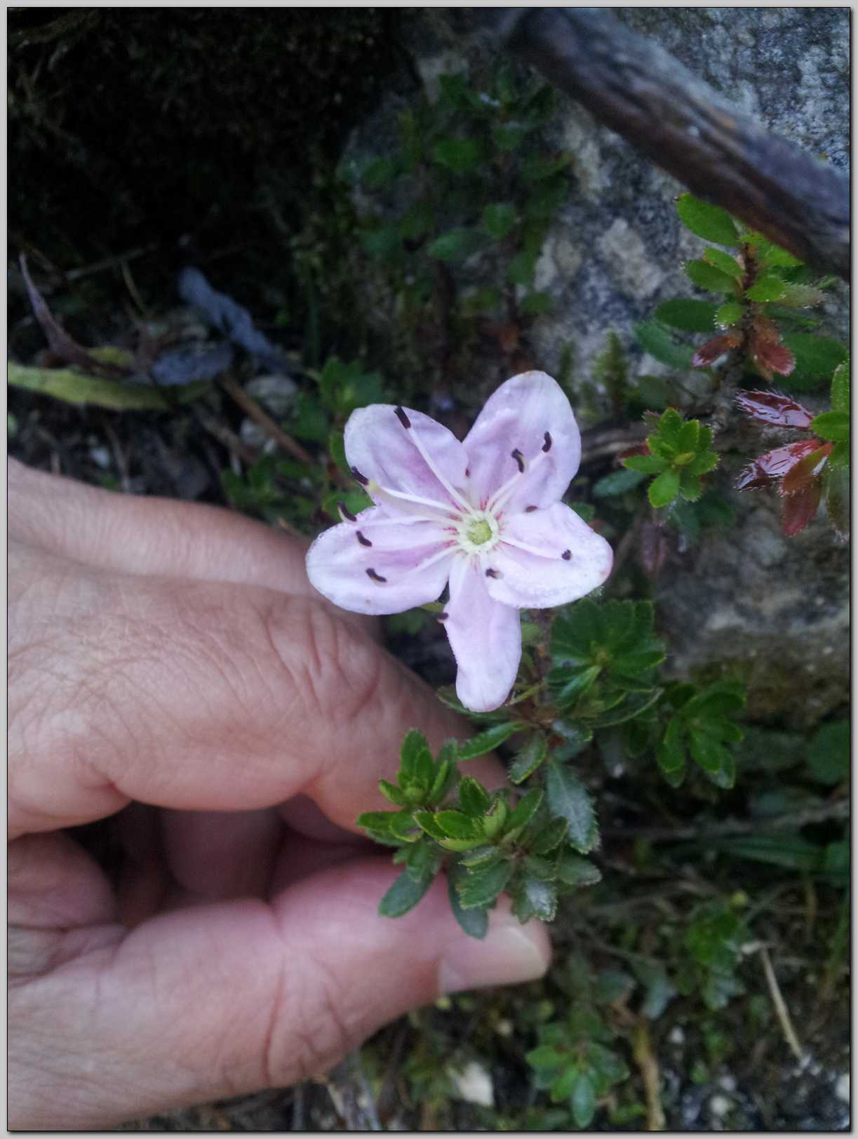 Rhodothamnus chamaecistus