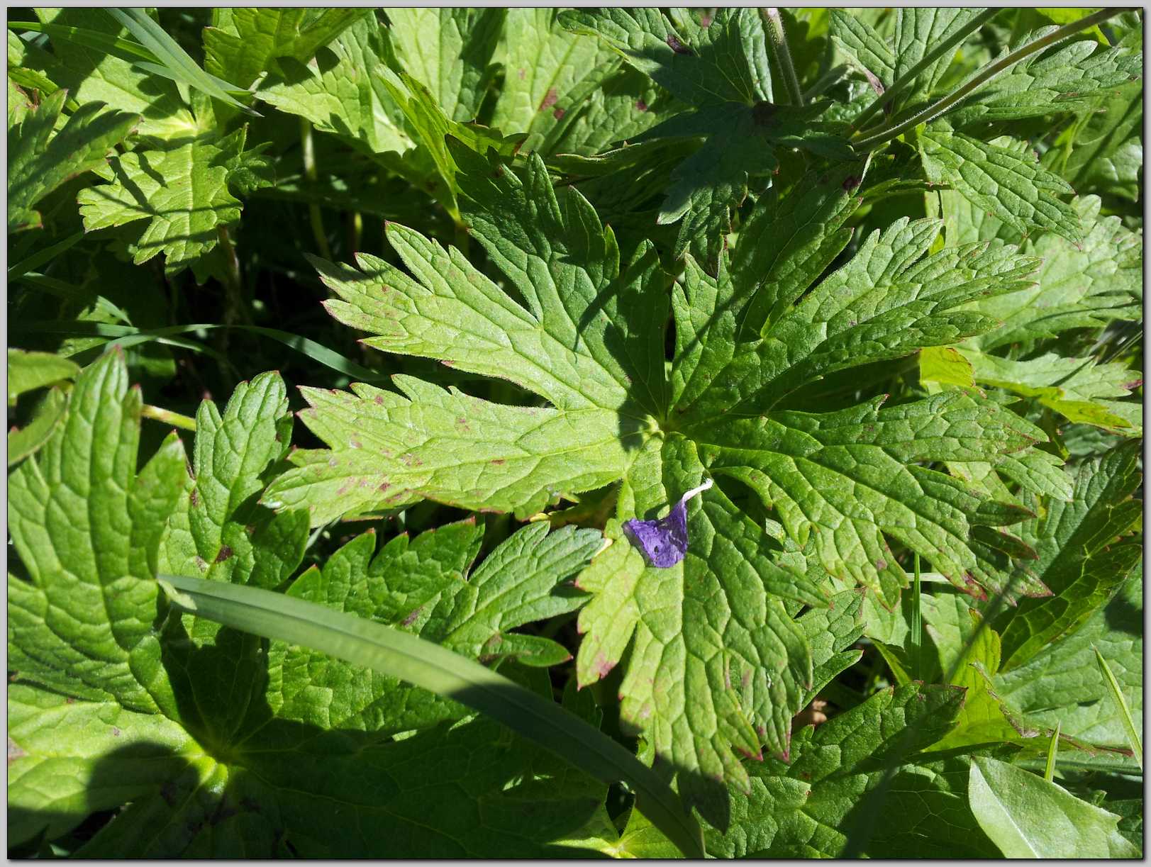 Geranium sylvaticum / Geranio silvano