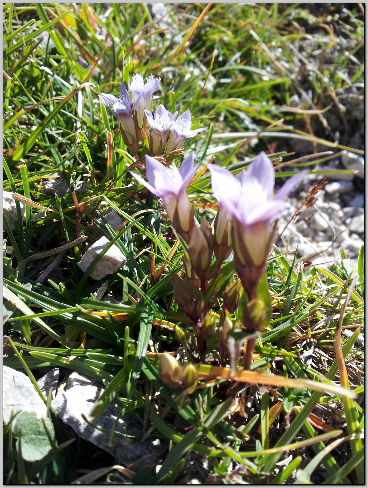 Aiuto identificazione - Gentianella sp.