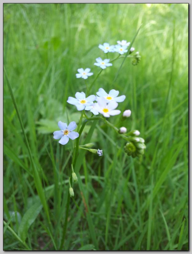 Aiuto identificazione - Myosotis sp.