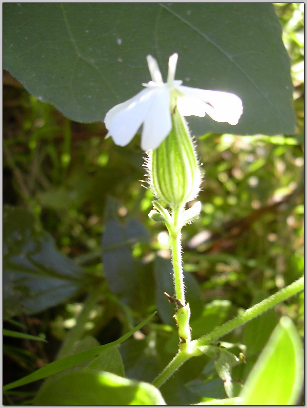 Silene alba