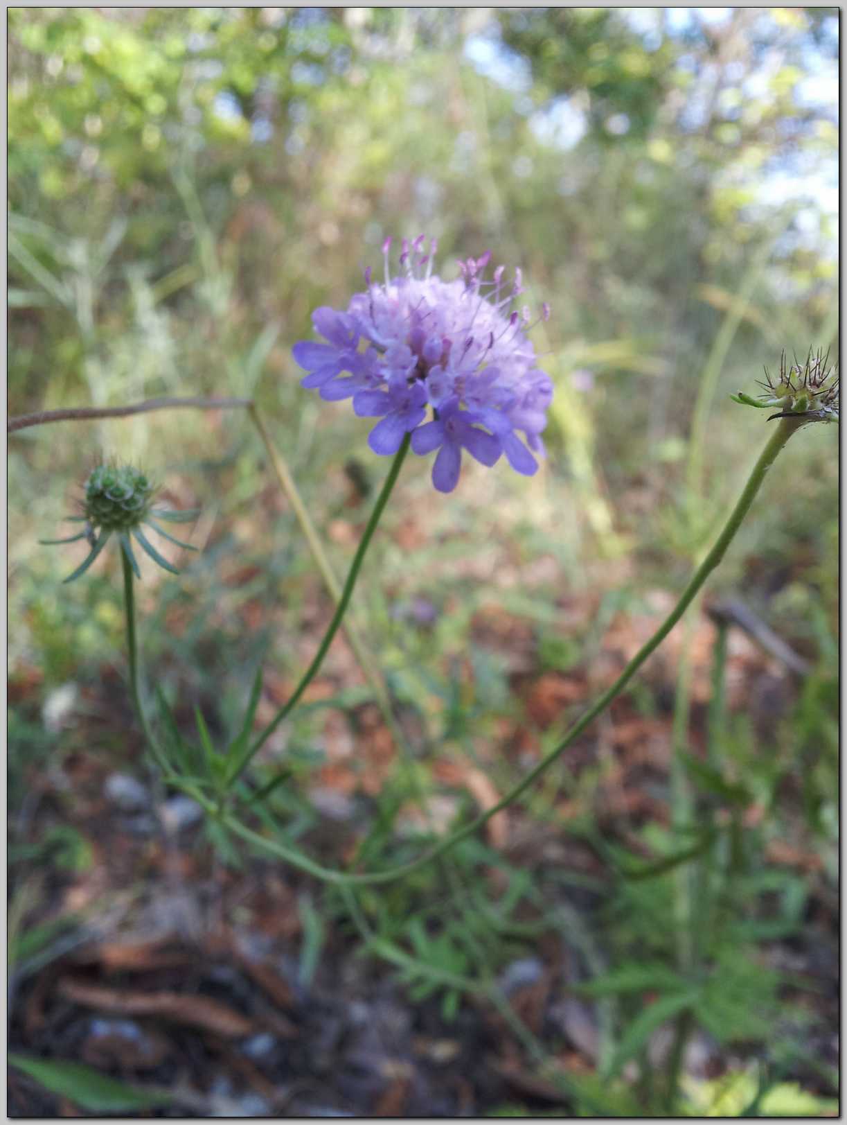 Aiuto identificazione - Scabiosa sp.