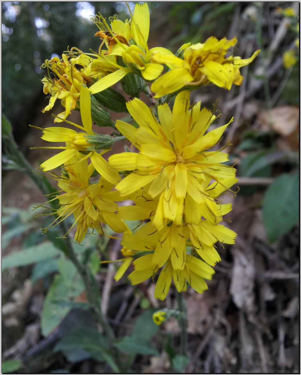 Hieracium ?