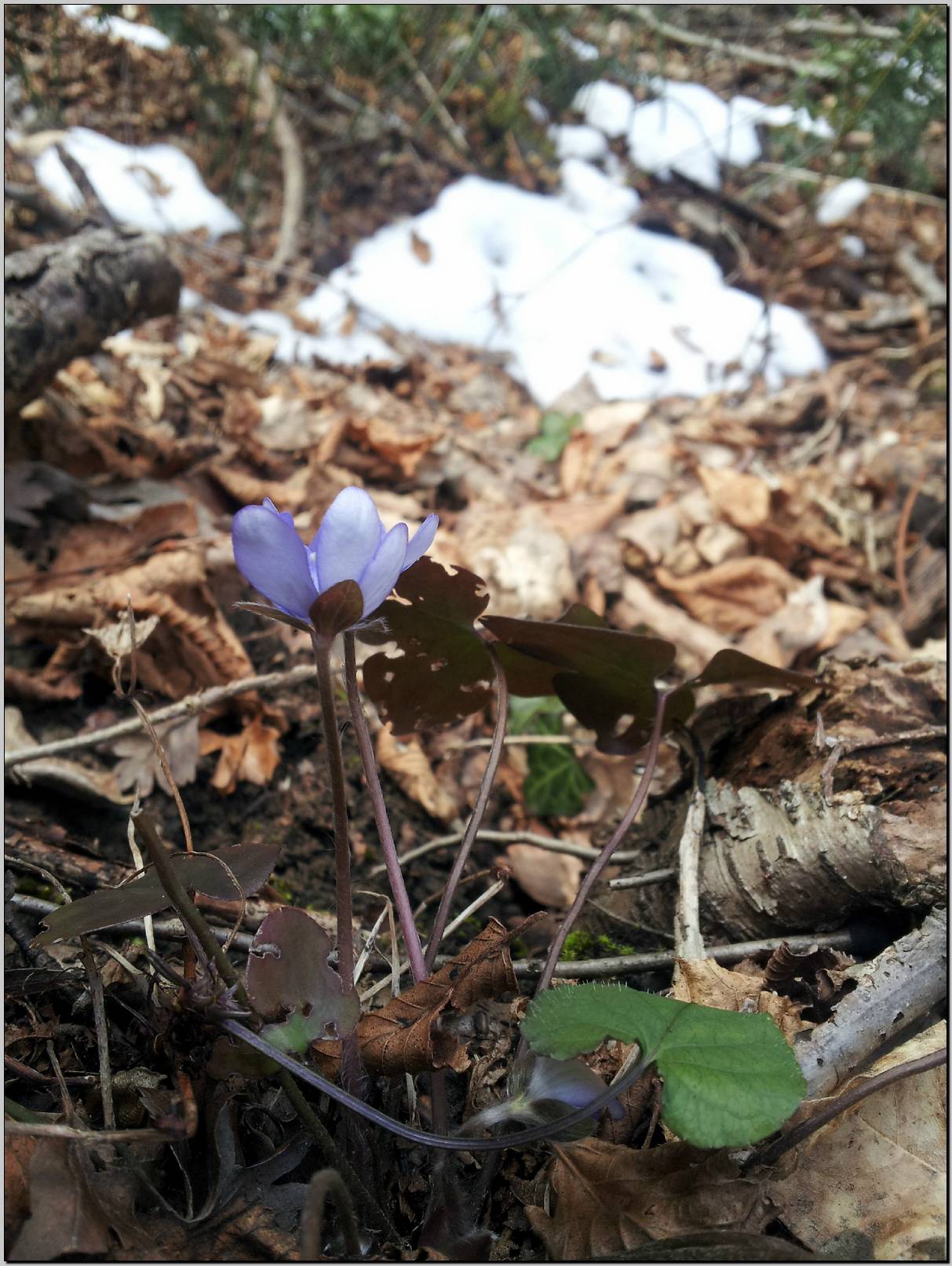 Hepatica nobilis