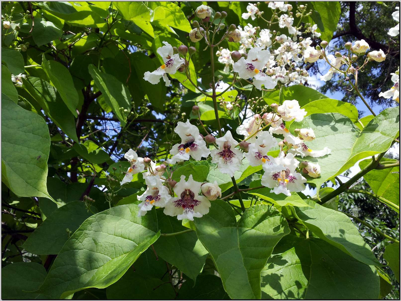 Sasso Marconi  (BO) :  Catalpa sp.