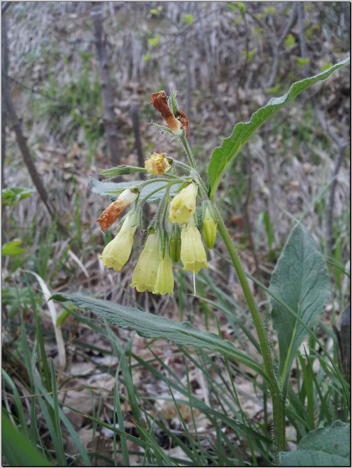 Symphytum tuberosum