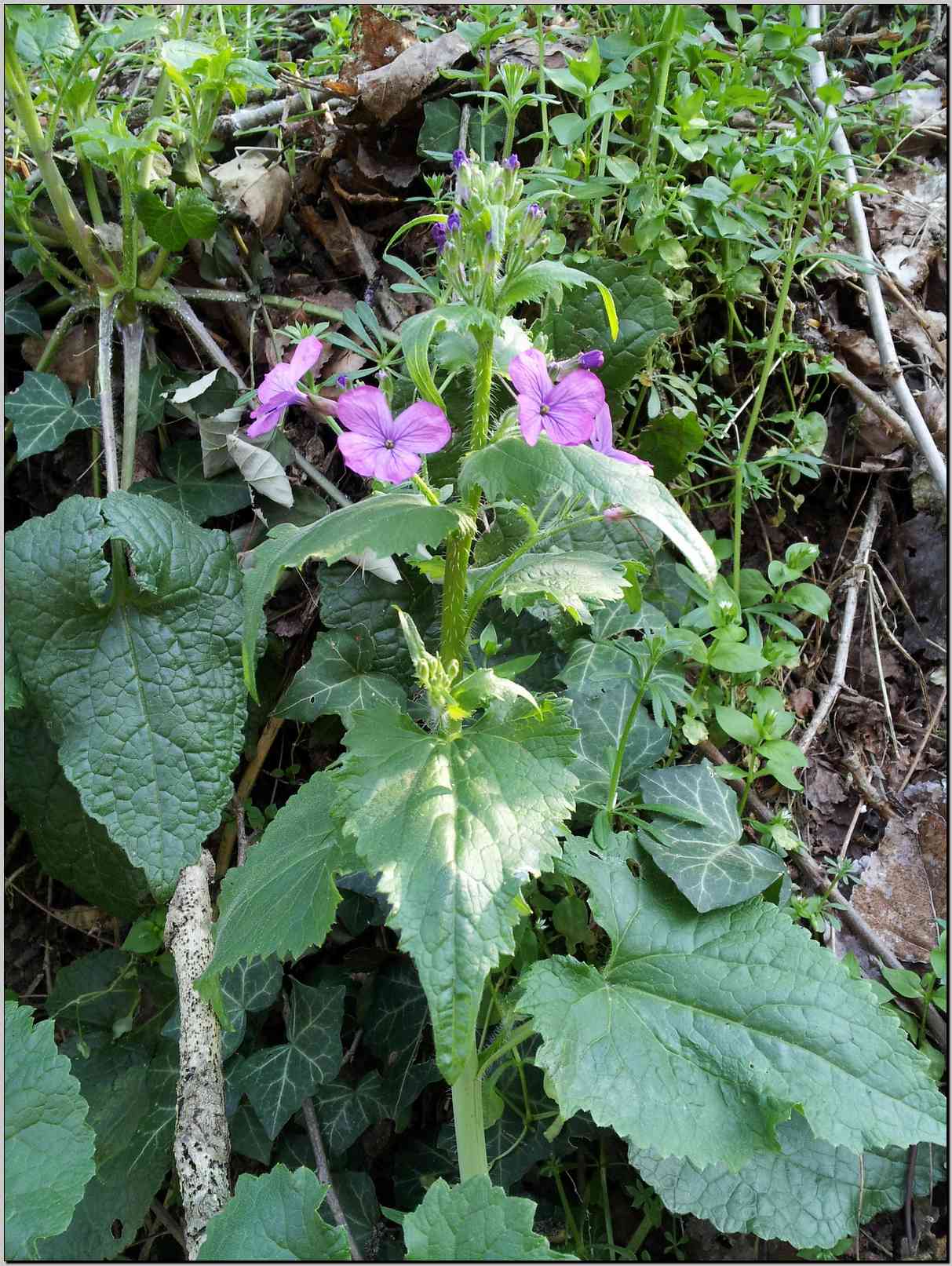 Lunaria annua