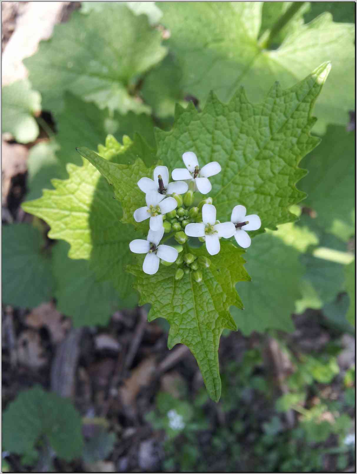 Alliaria petiolata