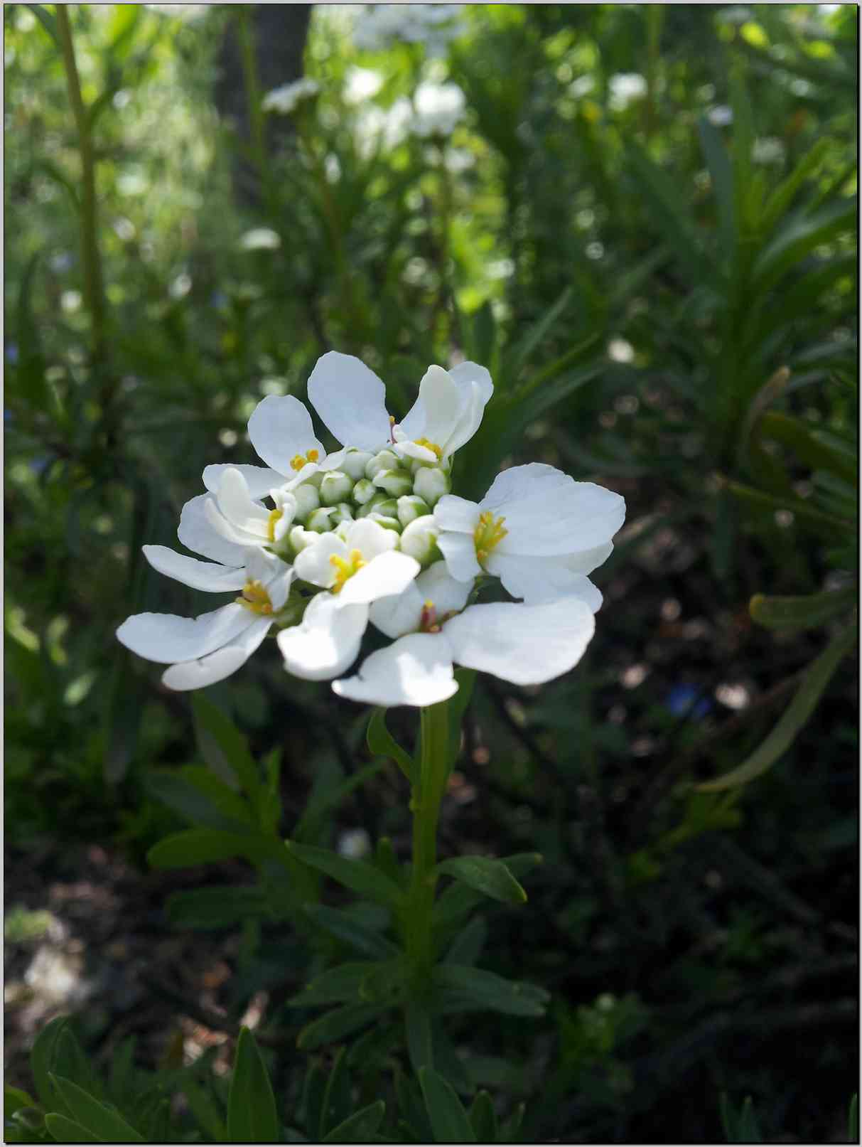 Iberis sempervirens