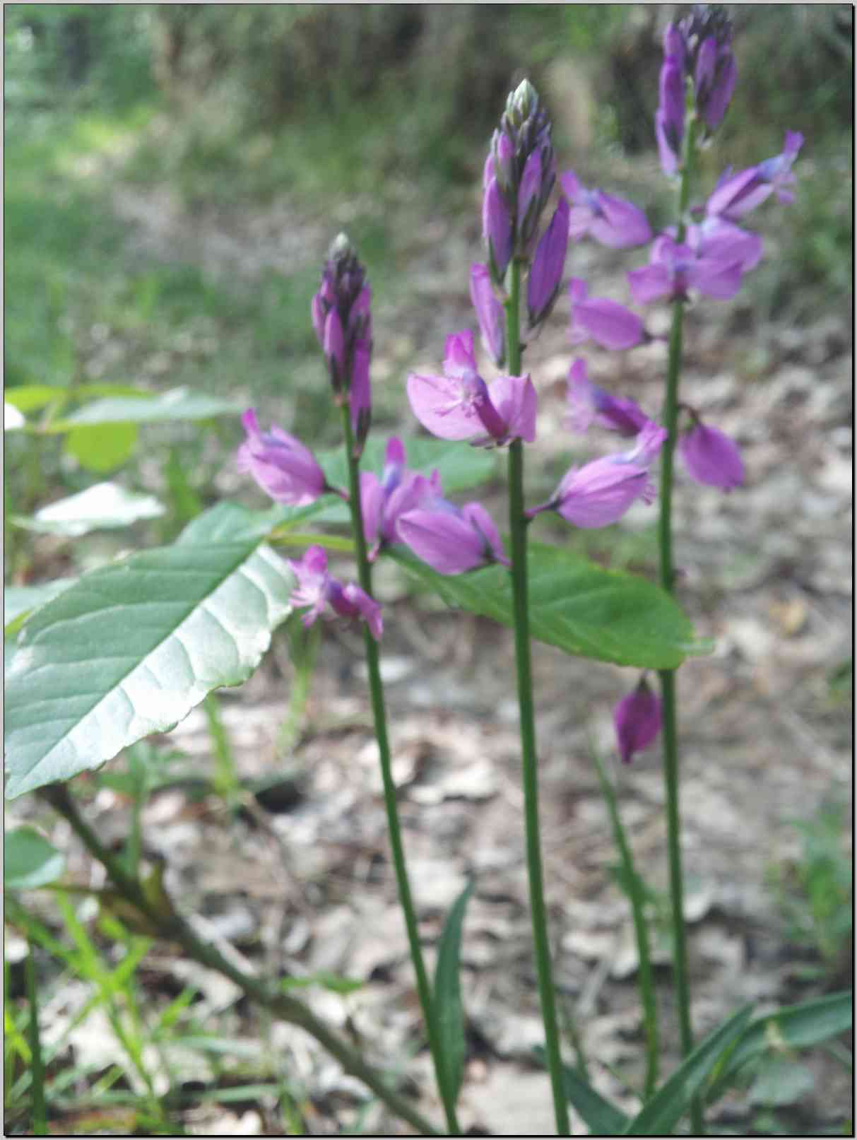 da determinare - Polygala sp.