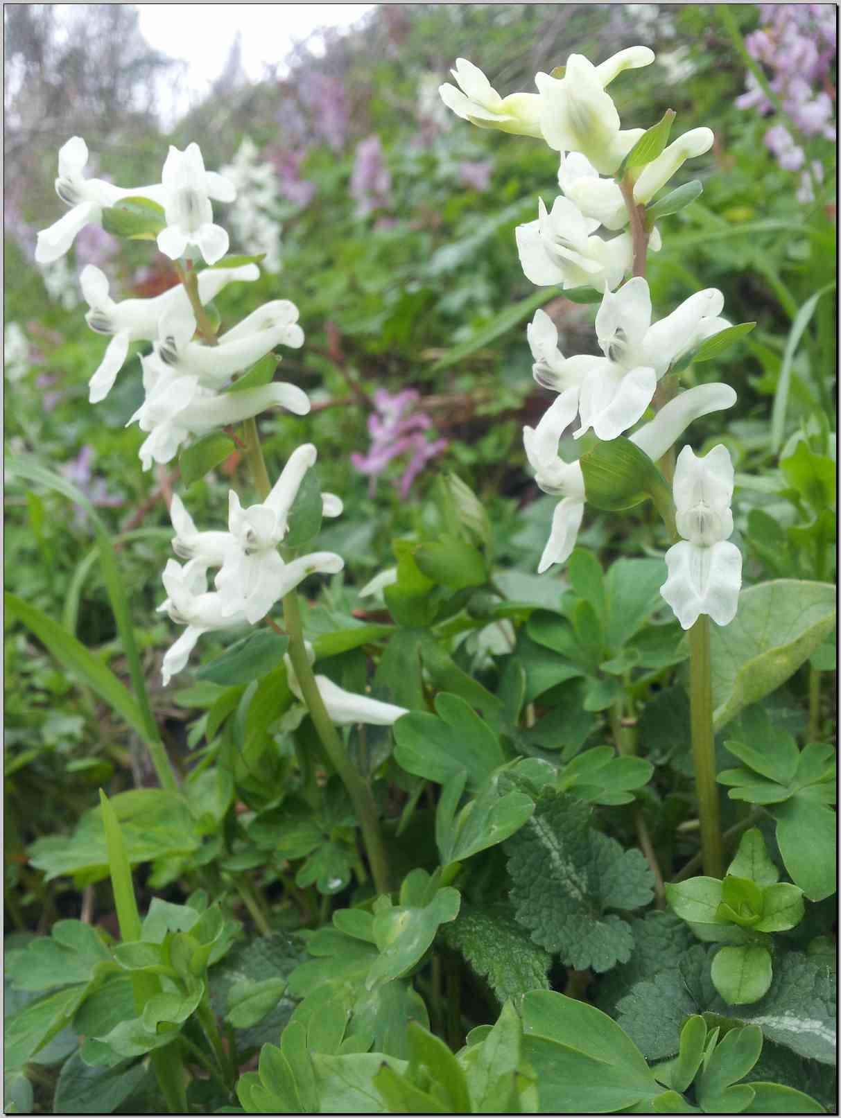 Corydalis cava