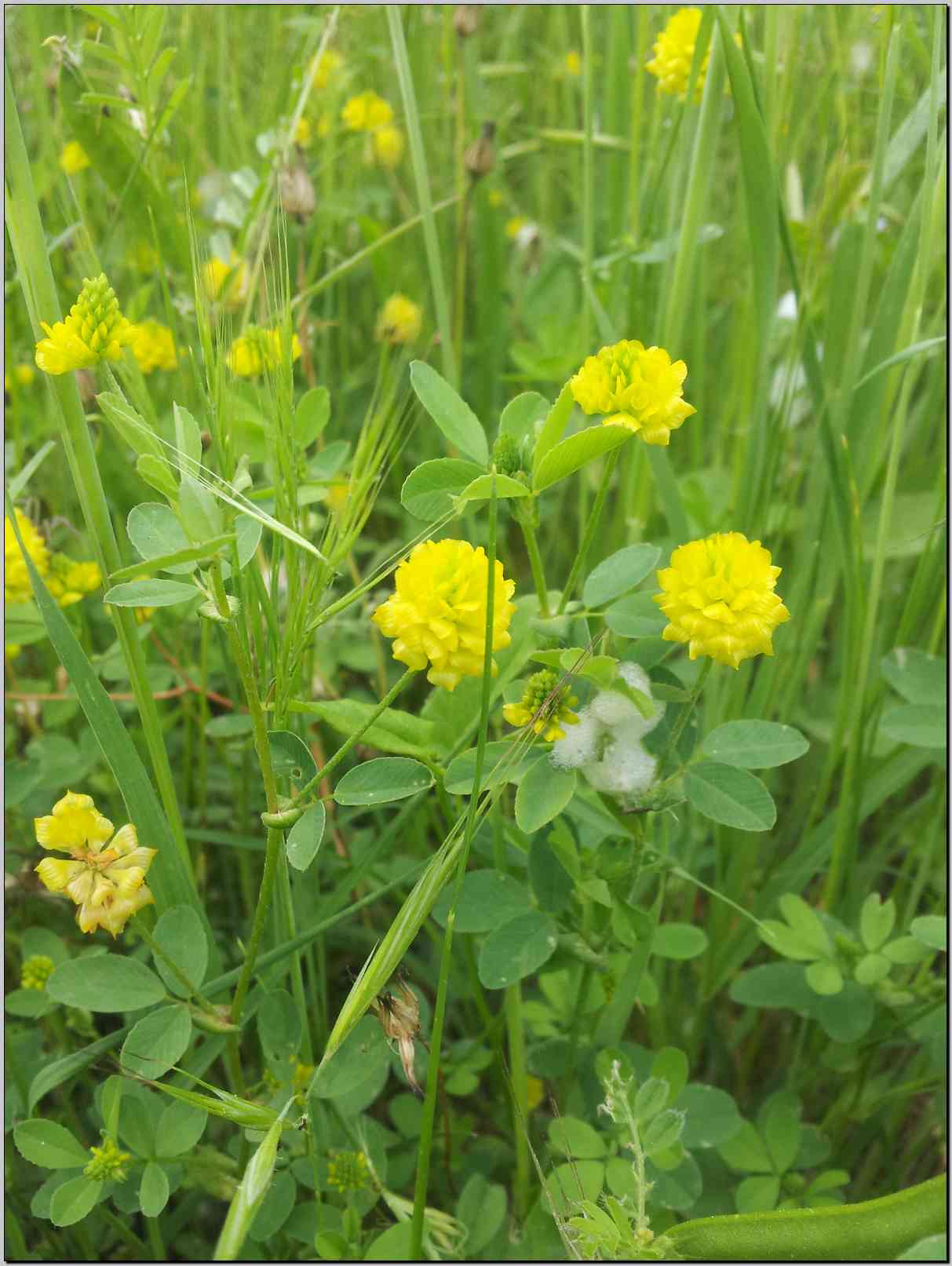 Trifolium campestre / Trifoglio campestre