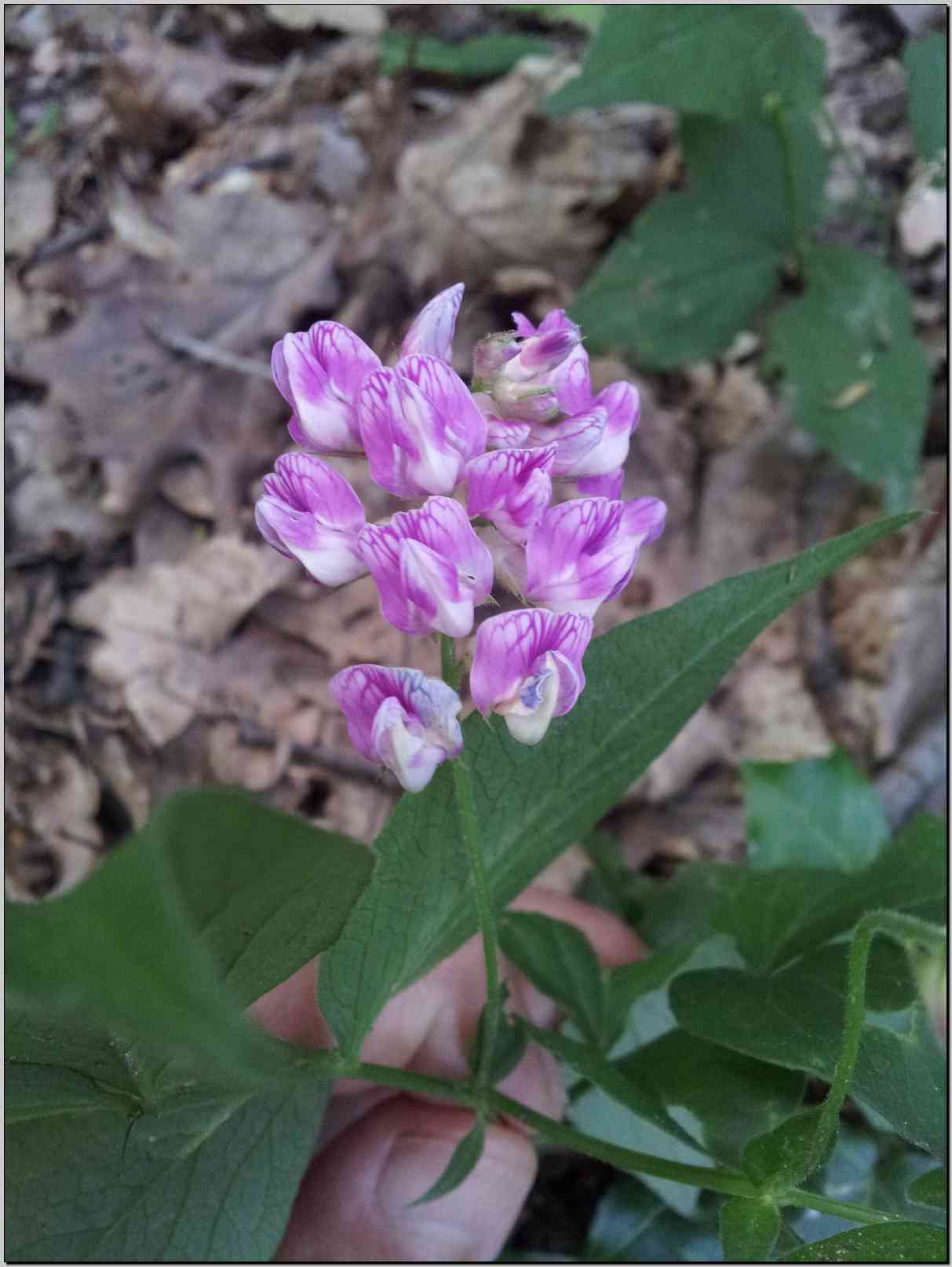 Lathyrus venetus