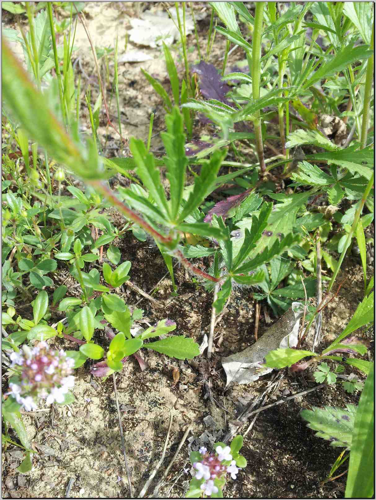 Potentilla pedata