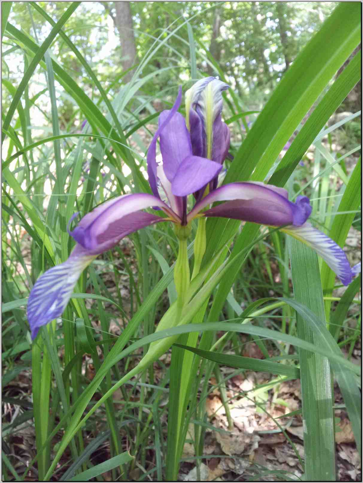 Iris graminea