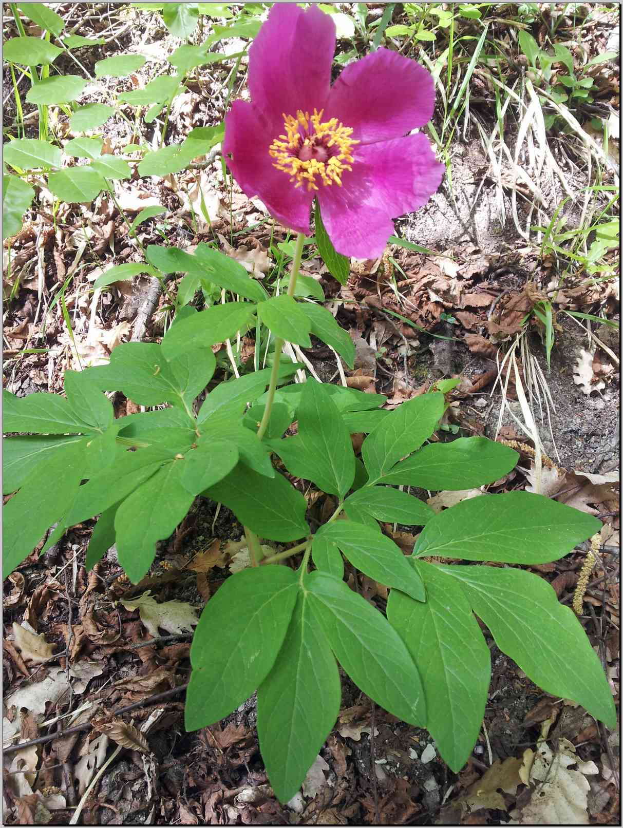 Paeonia mascula / Peonia maschio