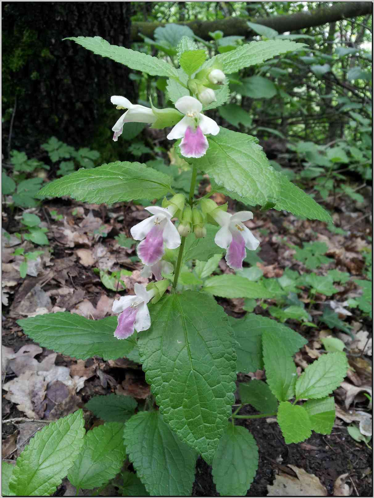 Melittis melissophyllum (Lamiaceae)