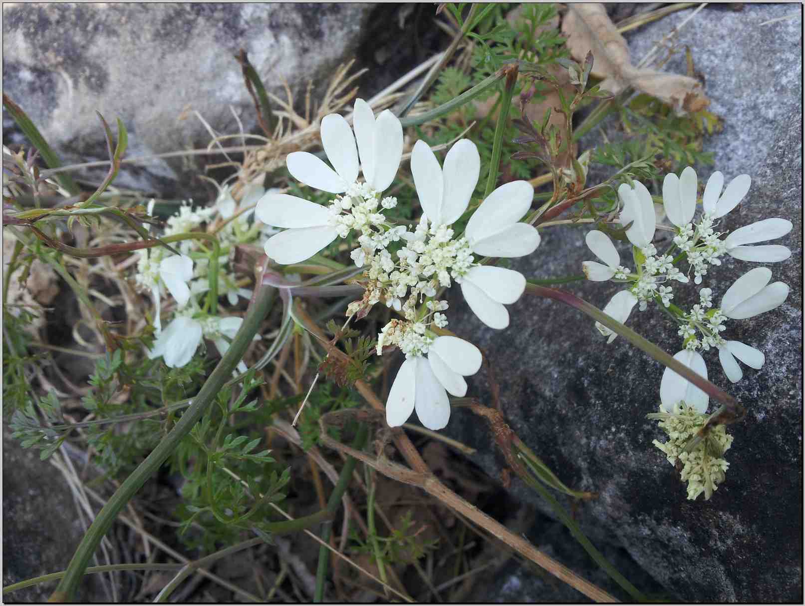 aiuto determinazione - cfr. Orlaya grandiflora