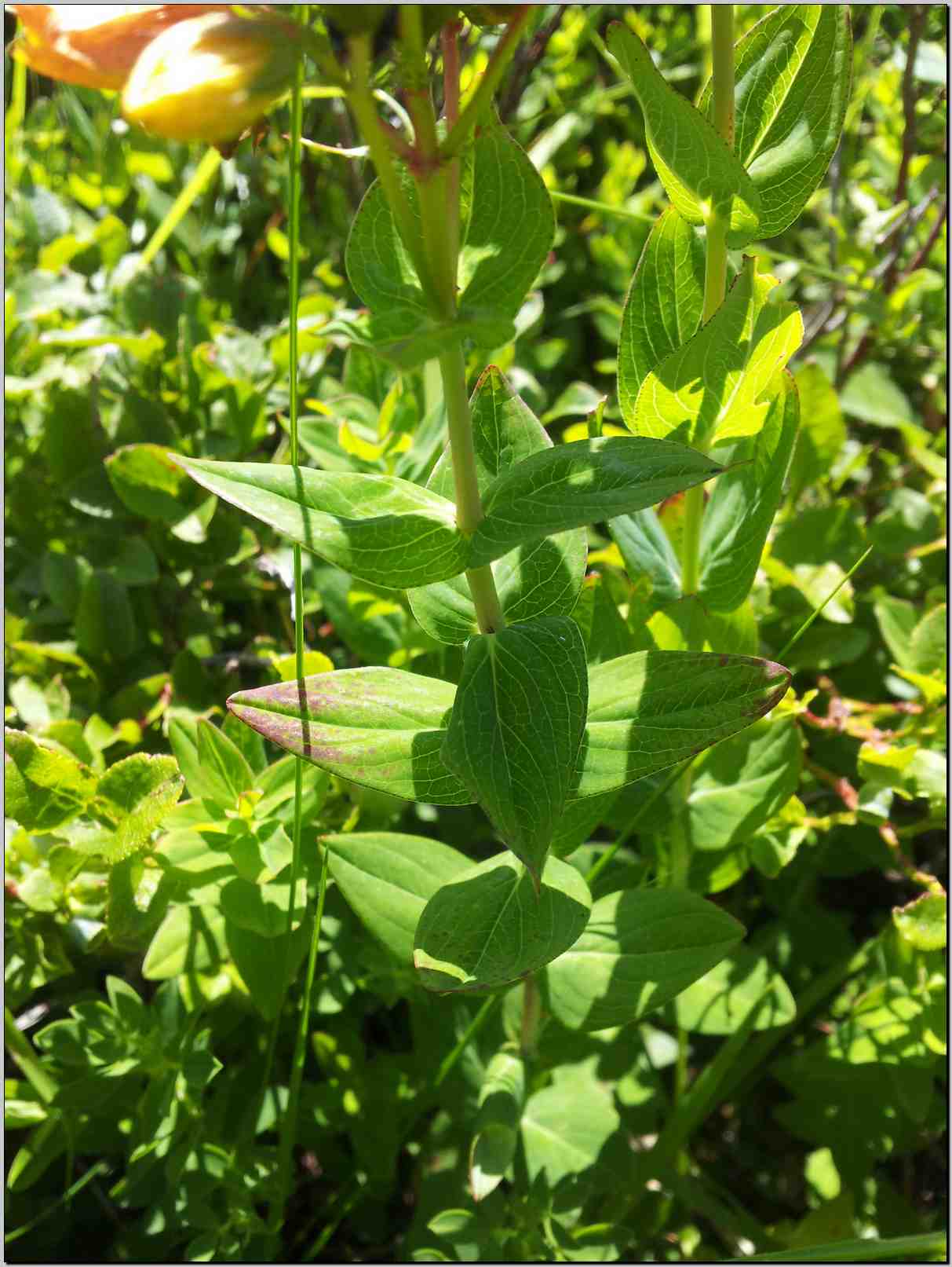 Hypericum richeri ?