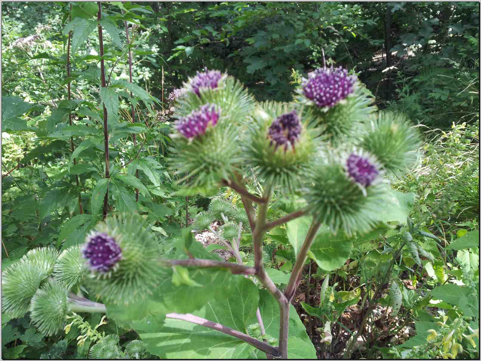 Arctium lappa