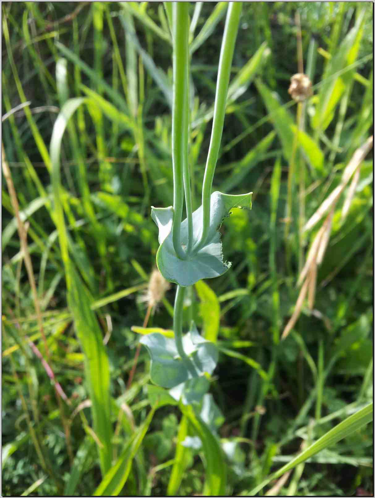 Blackstonia perfoliata