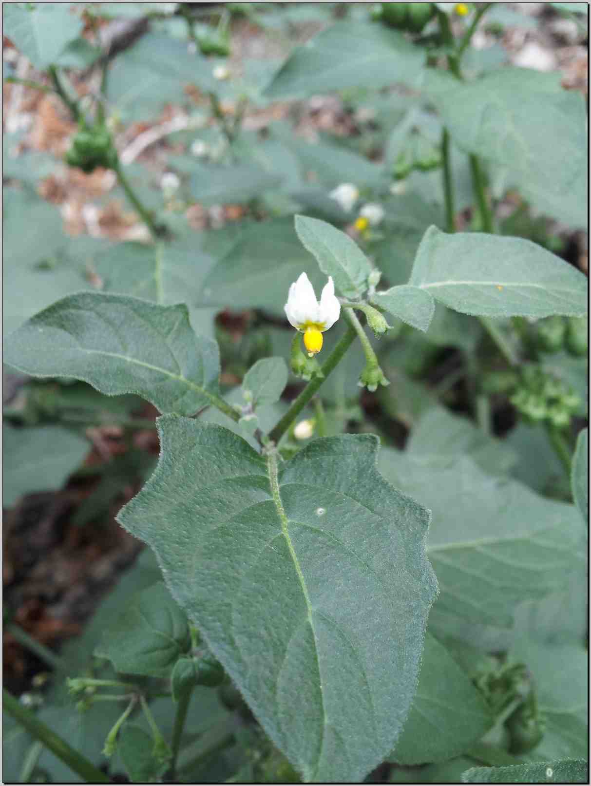 Solanum villosum