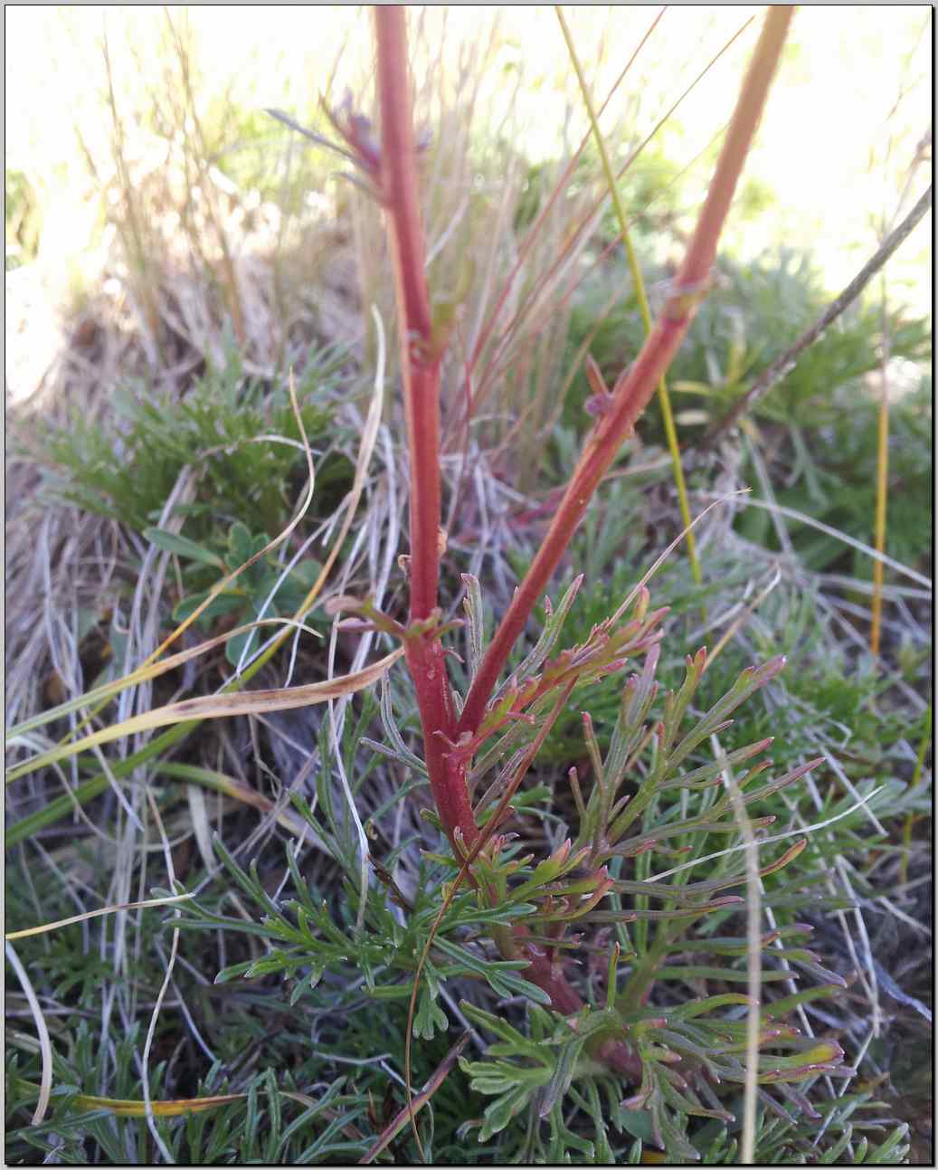 Jacobaea abrotanifolia / Senecio abrotanino