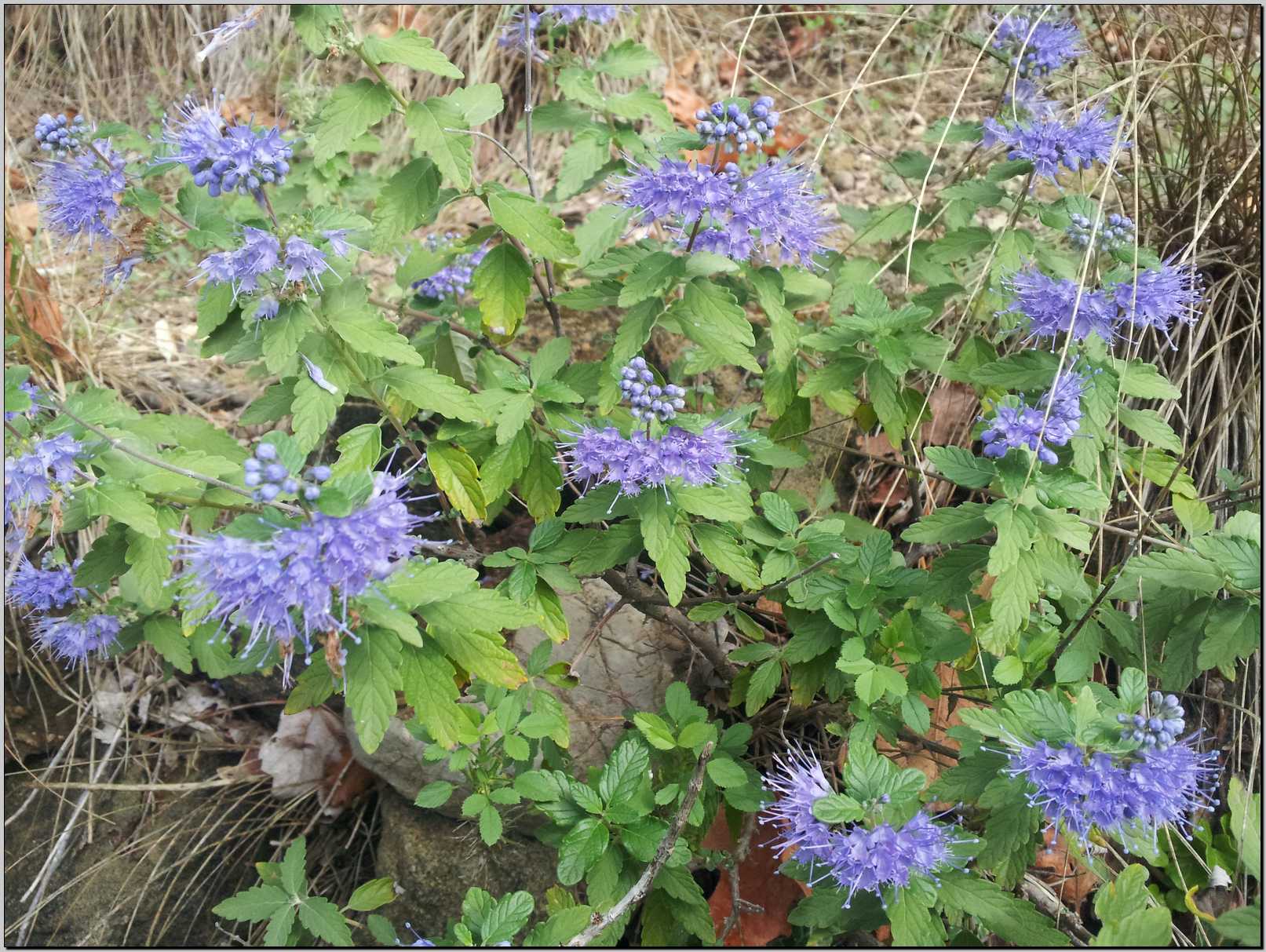 Caryopteris incana