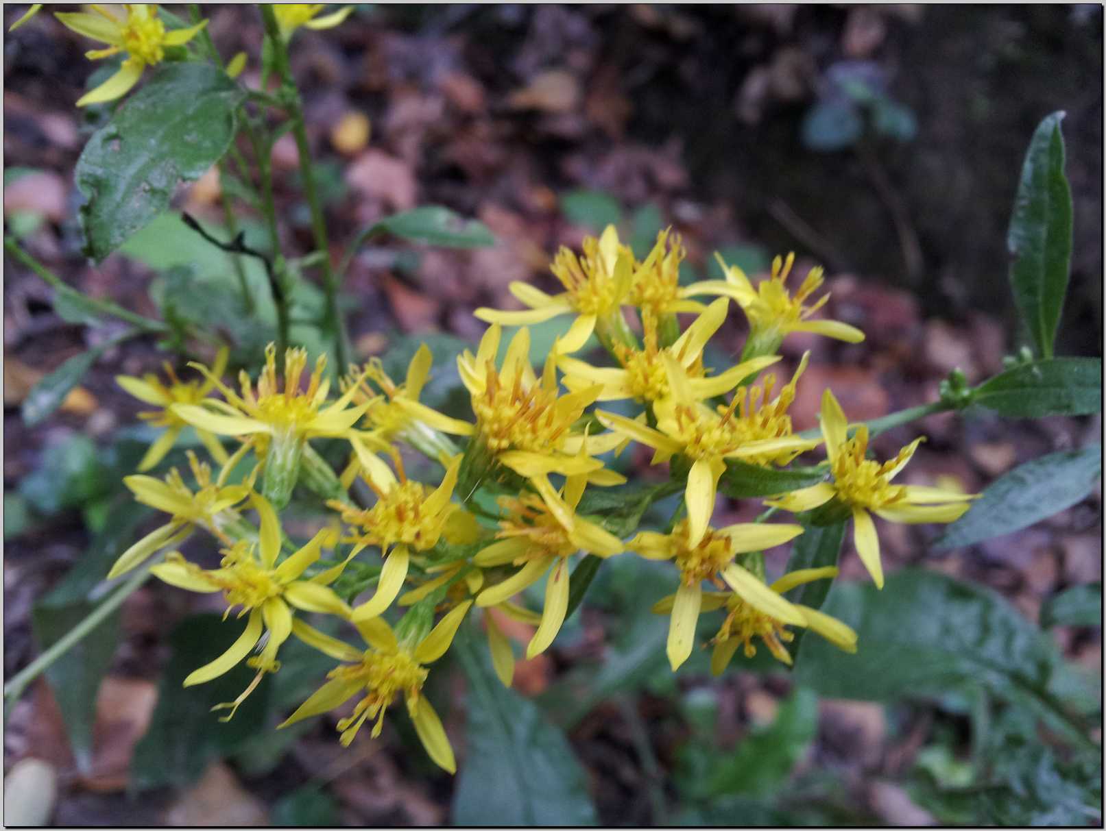 Aiuto identificazione - Solidago virgaurea