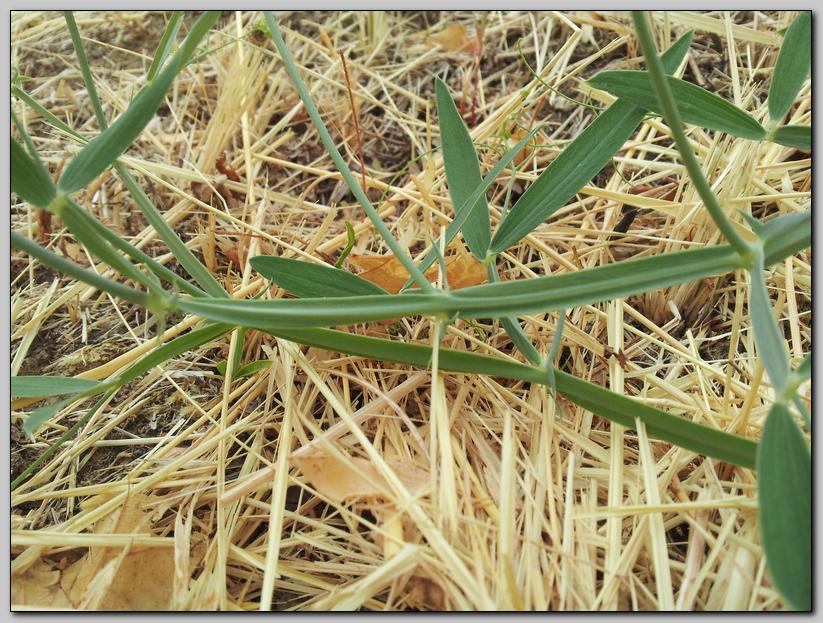 Lathyrus sylvestris / Cicerchia silvestre