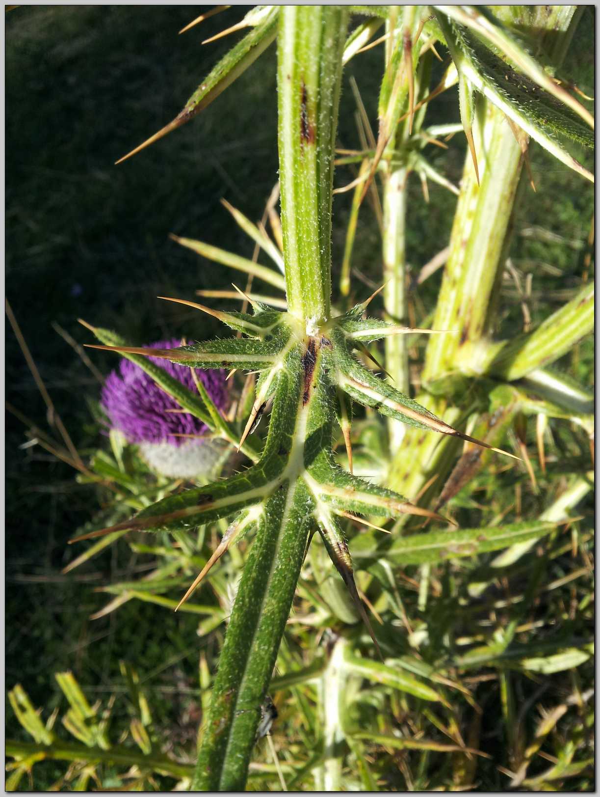 Cirsium eriophorum